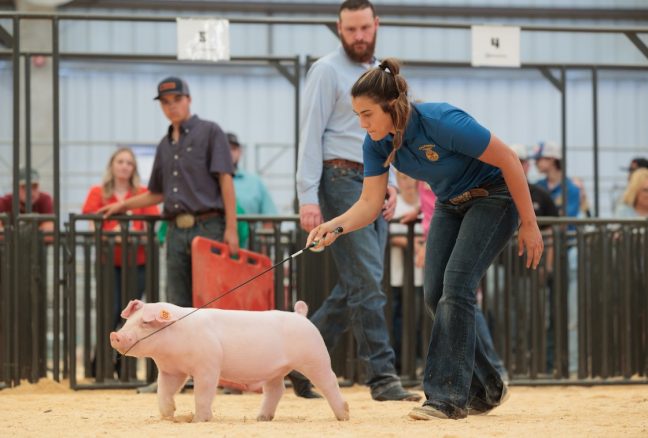 Grand Champion Purebred, California Youth Ag Expo, California’s Exclusive Show