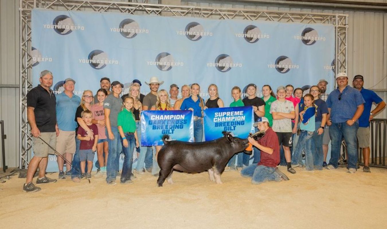 California Youth Ag Expo Grand Champion Gilt Champion Crossbred Gilt