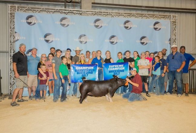 California Youth Ag Expo Grand Champion Gilt Champion Crossbred Gilt