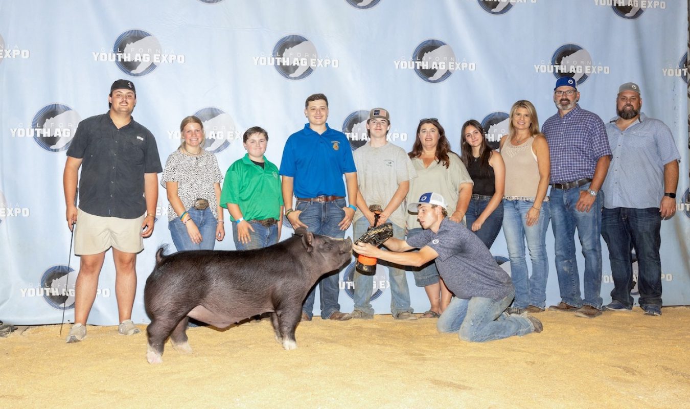 California Youth Ag Expo Reserve Champion Berk Barrow