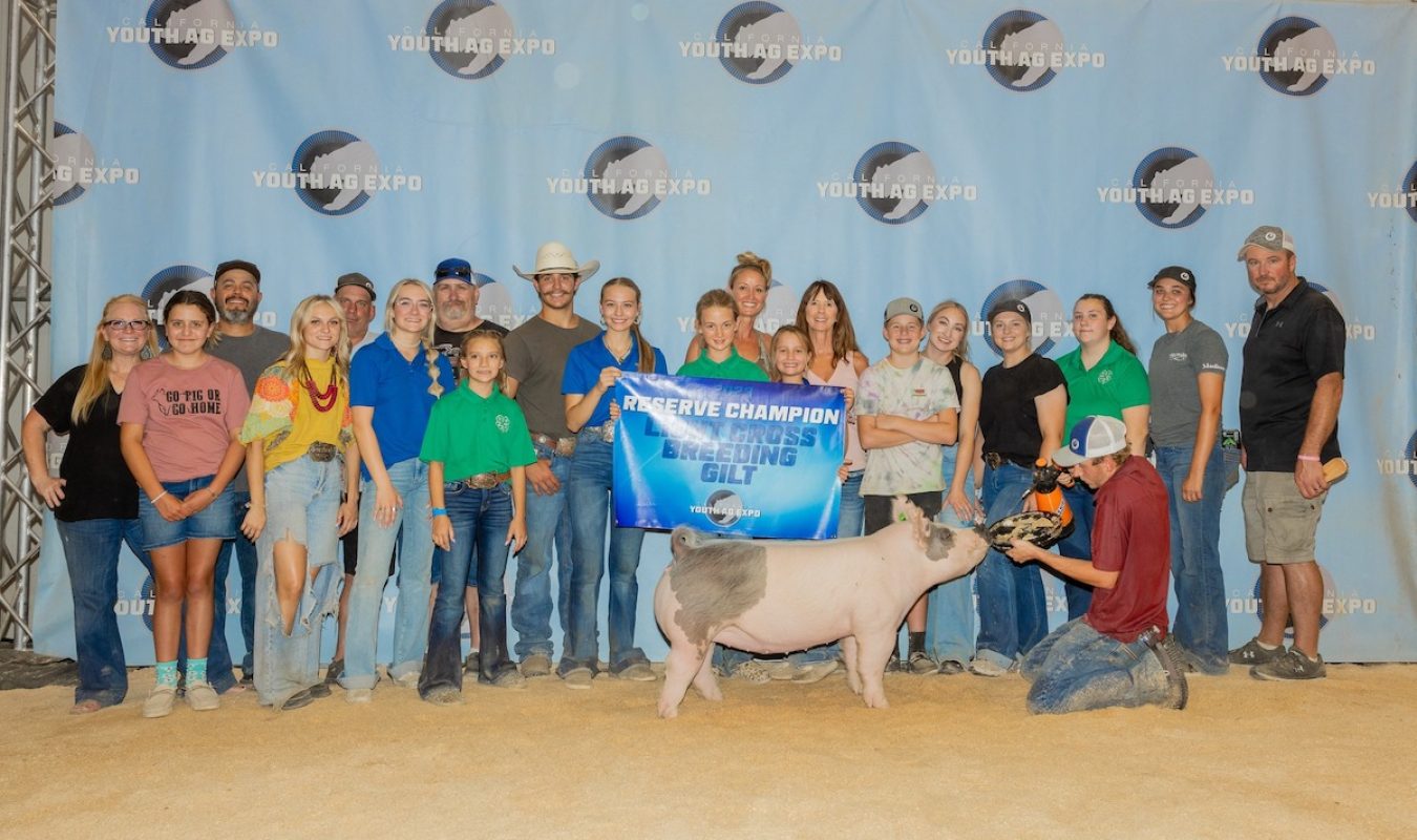 Reserve Champion Light Cross Gilt, California Youth Ag Expo