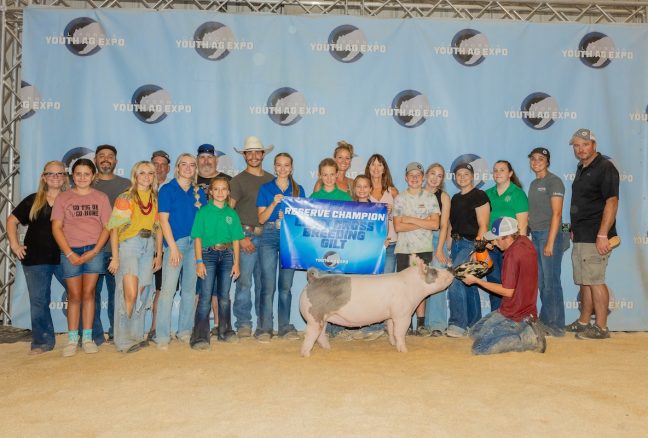 Reserve Champion Light Cross Gilt, California Youth Ag Expo