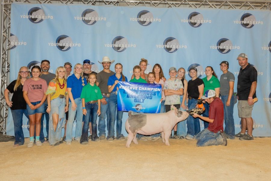 Reserve Champion Light Cross Gilt, California Youth Ag Expo