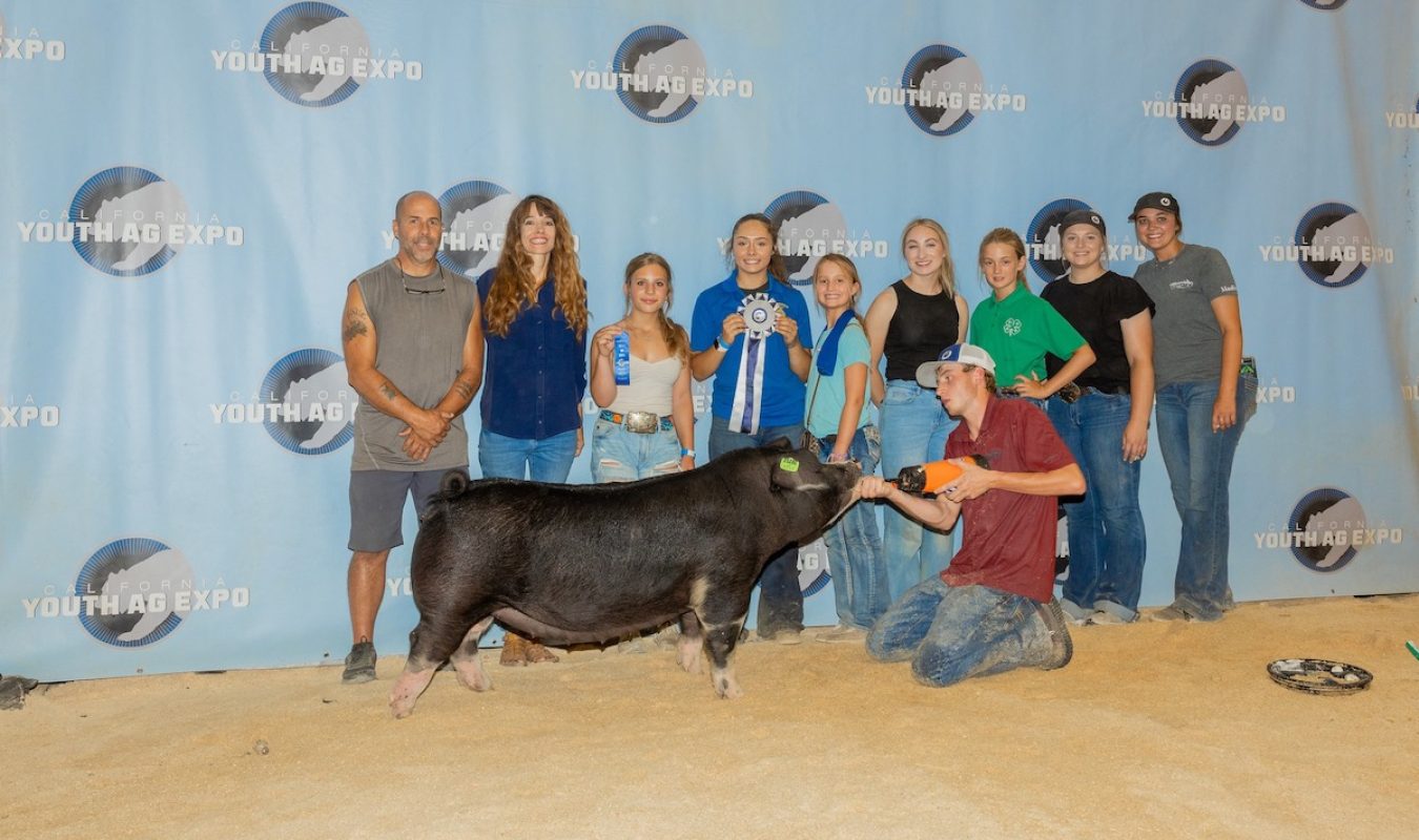 Reserve Champion Poland Gilt, California Youth Ag Expo