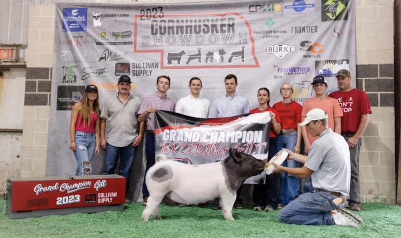 Grand Champion Gilt, Champion Crossbred Gilt, Cornhusker Show Down