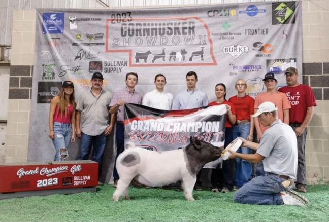 Grand Champion Gilt, Champion Crossbred Gilt, Cornhusker Show Down