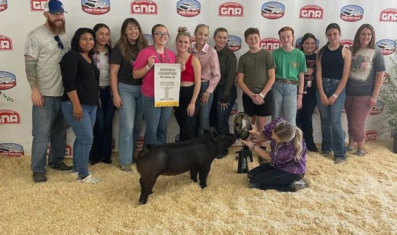 Reserve Champion All Black Gilt, Grand National Cow Palace