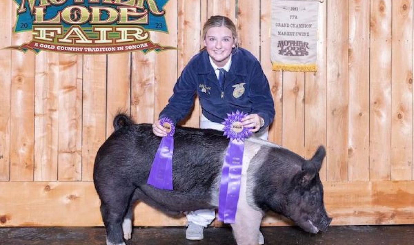 Mother Lode Fair Fair Grand CHampion Market Hog Emily Orpurt Cease & desist