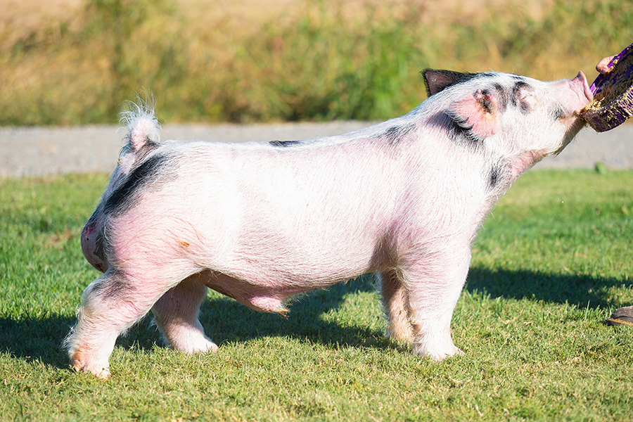 Different League 61 - Ottenwalter Showpigs