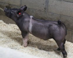 Sire: Outbreak; Sire of Dam: Outta Line 156-4; Weight: 65<br>
• These Outbreaks are the real deal!! Outbreak is the most barrow sire oriented boar we've ever raised and he's a littermate to the $50K Breaking Bad boar we sold to Thompson's in The Exchange last summer.<br>
• We had Outbreak collecting at 200 lbs to make this set of pigs and they are legit! <br>
• Dam of lot 1 is a mega stout (Outta Line x Bad Man) sow that never misses!
<a href="https://youtu.be/H4tJ7TPweSk" target="_blank" rel="noopener noreferrer">YOUTUBE LINK</a>