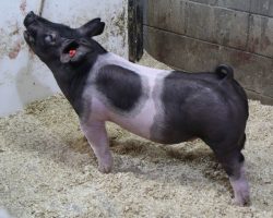 Sire: Outbreak; Sire of Dam: Teen Spirit 78-8; Weight: 91
<br>
• Mega stout Outbreak barrow out of a killer first parity (Teen Spirit x Wedding Night) sow.<br>
• For those needing a player at an April or early May show, lot 10 needs to be strongly considered!
<a href="https://youtu.be/8yR9L0TILnE" target="_blank" rel="noopener noreferrer">YOUTUBE LINK</a>
