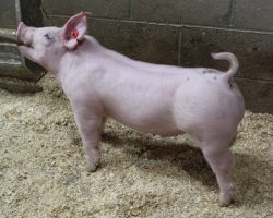 Sire: Up Down; Sire of Dam: Total Addiction 33-4; Weight: 60
<br>•
We have been way high on this Up Down barrow since the day we set him in the nursery. He is tall fronted, short backed, and big up high with a huge pinset, yet a square, correct hind leg.<br>•
Total Addiction x Bone N Hand momma is a powerhouse that always has a killer litter
<a href="https://youtu.be/FbR6rqUTo8s" target="_blank" rel="noopener noreferrer">YOUTUBE LINK</a>