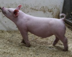 Sire: Sit Tight; Sire of Dam: Gas Money 21-7; Weight: 65
<br>•
Killer pair of York barrows ideal for The Exposition or a May or June breed show. Sac county buyers better look in here! <br>•
21-7 Gas Money sow is our foundation female who raised Jump Around, the Champion York Gilt and Grand Overall at NJSA Western Regional 2018 (and Champion York Gilt at Arizona Nationals), and the Champion York and Reserve grand Overall Barrow at the same event.<br>•
These guys are heavy structured, up on their pasterns, and they take a long stride off their rear two. They pattern up awesome from the side and no doubt will have a great chance to win this summer no matter where they wind up!
<a href="https://youtu.be/8T-srN2ST2o" target="_blank" rel="noopener noreferrer">YOUTUBE LINK</a>