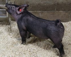 Sire: May We All; Sire of Dam: Rockstar 196-5; Weight: 46
<br>•
The 224's are out of one of our favorite young sows and they are a repeat mating of the incredible 29 litter from our August sale.<br>•
Momma is Rockstar x Bad Man and she is a killer built, extra hairy sow.<br>•
Check these girls out, they are truly stout in every fashion and we love their basic build. We think there's tons of value here no matter where they wind up
<a href="https://youtu.be/Vfgv6RcxY1c" target="_blank" rel="noopener noreferrer">YOUTUBE LINK</a>