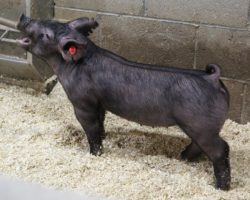 Sire: May We All; Sire of Dam: Rockstar 196-5; Weight: 45
<br>•
The 224's are out of one of our favorite young sows and they are a repeat mating of the incredible 29 litter from our August sale.<br>•
Momma is Rockstar x Bad Man and she is a killer built, extra hairy sow.<br>•
Check these girls out, they are truly stout in every fashion and we love their basic build. We think there's tons of value here no matter where they wind up
<a href="https://youtu.be/1jAmfrLQlog" target="_blank" rel="noopener noreferrer">YOUTUBE LINK</a>