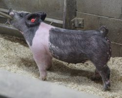 Sire: May We All; Sire of Dam: Wedding Night 34-1; Weight: 64
<br>•
Super sexy blue gilt out of a killer sow (Wedding Night x No Fare 10-11), who shares the same dam as Sunshine & Whiskey.<br>•
This gilt offers a killer combination of look and stoutness
<a href="https://youtu.be/fLkZkv9Ndyg" target="_blank" rel="noopener noreferrer">YOUTUBE LINK</a>