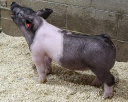 Sire: Up Down; Sire of Dam: Rule 21 236-7; Weight: 50
<br>• Up Down continues to do an outstanding job when mated to power females and lot 106 is a perfect example.<br>•
We love this gilt's balance and proportions from the side and no doubt, whether she's shown as a market or breeding gilt she will offer a killer look with great muscle shape
<a href="https://youtu.be/tuNOWcMr_KY" target="_blank" rel="noopener noreferrer">YOUTUBE LINK</a>