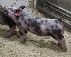 Sire: Junior; Sire of Dam: Distinctly Dirty 19-5; Weight: 43
<br>•
Extra big legged cheetah gilt here! <br>•
Dam is a first parity Distinctly Dirty x On Target 108-2 sow that is awesome built.<br>•
This one offers tons of look and bone and no doubt will be a creature come summer!