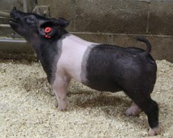 Sire: Outbreak; Sire of Dam: No Mercy 133-3; Weight: 41
<br>•
For those who pay attention to sows, these 231's are out of a damn good one.<br>•
133-3 (No Mercy x Livewire x Shooter x Perfect Remedy 4-8) is both intensely linebred and incredibly productive. <br>•
Like momma, these gilts are moderate framed and gorgeous from the side. They're dead level hipped and they can reach their hock way past their tail head. They will always be athletic and their value after a show career will be tremendous
<a href="https://youtu.be/JJApQl6wA8Y" target="_blank" rel="noopener noreferrer">YOUTUBE LINK</a>