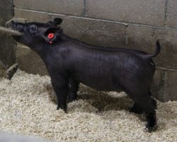 Sire: Outbreak; Sire of Dam: No Mercy 133-3; Weight: 50
<br>•
For those who pay attention to sows, these 231's are out of a damn good one. 133-3 (No Mercy x Livewire x Shooter x Perfect Remedy 4-8) is both intensely linebred and incredibly productive. <br>•
Like momma, these gilts are moderate framed and gorgeous from the side. They're dead level hipped and they can reach their hock way past their tail head. They will always be athletic and their value after a show career will be tremendous
<a href="https://youtu.be/I0k2ZpBCpS0" target="_blank" rel="noopener noreferrer">YOUTUBE LINK</a>