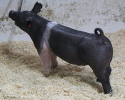 Sire: Breaking Rules; Sire of Dam: Teen Spirit 79-7; Weight: 70
<br>
• The 182's are dammed by "Tina", Blaine Lee's dominant show gilt in the northwest in 2019 that won nearly all of the big Oregon jackpots and the Oregon State Fair (Teen Spirit x On Target 108-2).<br>
• Breaking Rules really hit it out of the park for us in 2020 and he did it again here with this elite set of 182 litter pigs!
<a href="https://youtu.be/Tj5yC32VN_U" target="_blank" rel="noopener noreferrer">YOUTUBE LINK</a>
