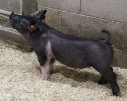 Sire: Dirty Jack; Sire of Dam: Teen Spirit 129-3; Weight: 43
<br>•
Killer Dirty Jack gilt here! <br>•
Study this one's photo and no doubt she's the kind that only gets better as she matures.<br>•
Teen Spirit x Cowboy Swag momma is extra stout and thick made
<a href="https://youtu.be/euWAgRodjDs" target="_blank" rel="noopener noreferrer">YOUTUBE LINK</a>