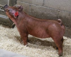 Sire: Next Up; Sire of Dam: Focus 13-2; Weight: 50
<br>•
We are way high on this neat little red gilt and she should be the perfect size to make some noise at The Exposition this summer.
<br>•
Dam 13-2 just recently raised the Grand Overall Pure Barrow & Champion Duroc at the West Coast National shown by Katelin Bean, in addition to his two sisters who were named Champion and Reserve Duroc Gilts, and 3rd & 4th Overall Pure Gilts at the same event.