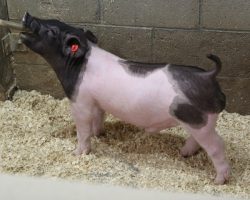 Sire: Outbreak; Sire of Dam: No Mercy 133-3; Weight: 55<br>• For those who pay attention to sows, these 231's are out of a damn good one. 133-3 (No Mercy x Livewire x Shooter x Perfect Remedy 4-8) is both intensely linebred and incredibly productive. <br>•
This guy is big bodied, extra shapley, and built right form the ground up!