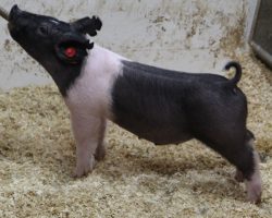 Sire: Dirty Jack; Sire of Dam: Teen Spirit 129-3; Weight: 43
<br>• These 223 Dirty Jack barrows are going to be extra fun and the kind we think only gets better with time time. <br>• Those with later May and June fairs, better study these guys hard because we think they will be players!
<a href="https://youtu.be/rBswiB_RouU" target="_blank" rel="noopener noreferrer">YOUTUBE LINK</a>