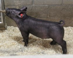 Sire: Dirty Jack; Sire of Dam: Teen Spirit 129-3; Weight: 46
<br>• These 223 Dirty Jack barrows are going to be extra fun and the kind we think only gets better with time time.<br>• Those with later May and June fairs, better study these guys hard because we think they will be players!
<a href="https://youtu.be/vA_efJzcJY4" target="_blank" rel="noopener noreferrer">YOUTUBE LINK</a>