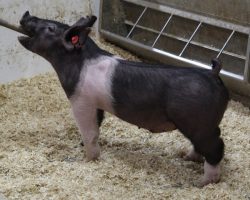 Sire: Dirty Jack; Sire of Dam: Teen Spirit 129-3; Weight: 51
<br>•
These 223 Dirty Jack barrows are going to be extra fun and the kind we think only gets better with time time. <br>• Those with later May and June fairs, better study these guys hard because we think they will be players!
<a href="https://youtu.be/O0RI2RSgTA4" target="_blank" rel="noopener noreferrer">YOUTUBE LINK</a>