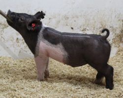 Sire: Dirty Jack; Sire of Dam: Teen Spirit 129-3; Weight: 50
<br>•
These 223 Dirty Jack barrows are going to be extra fun and the kind we think only gets better with time time. <br>•
Those with later May and June fairs, better study these guys hard because we think they will be players!
<a href="https://youtu.be/BqHh-OUT89A" target="_blank" rel="noopener noreferrer">YOUTUBE LINK</a>