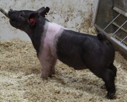 Sire: Junior; Sire of Dam: Distinctly Dirty 19-5; Weight: 38
<br>•
These 216 litter Junior barrows are stupid stout! <br>•
Dam is a first parity Distinctly Dirty x On Target 108-2 sow that is awesome built
<a href="https://youtu.be/6Z4uCKrYDMk" target="_blank" rel="noopener noreferrer">YOUTUBE LINK</a>