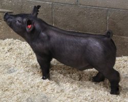 Sire: Junior; Sire of Dam: Distinctly Dirty 19-5; Weight: 50
<br>•
These 216 litter Junior barrows are stupid stout! <br>•
Dam is a first parity Distinctly Dirty x On Target 108-2 sow that is awesome built
<a href="https://youtu.be/8rr7X4cr1Kg" target="_blank" rel="noopener noreferrer">YOUTUBE LINK</a>