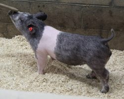 Sire: May We All; Sire of Dam: Wedding Night 34-1; Weight: 43
<br>•
Great blue barrow out of one of our very best Wedding Night sows, 34-1 "Devin"!<br>•
This guy offers a great skeleton and enormous ribcage to go along with it.<br>•
Ideal size and maturity for later May: Silver Dollar, Healdsburg, Colusa folks better look in here!
