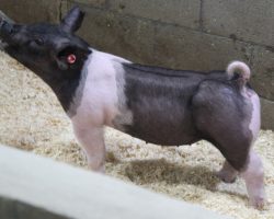 Sire: Breaking Rules; Sire of Dam: Teen Spirit 79-7; Weight: 73
<br>
• The 182's are dammed by "Tina", Blaine Lee's dominant show gilt in the northwest in 2019 that won nearly all of the big Oregon jackpots and the Oregon State Fair (Teen Spirit x On Target 108-2).<br>
• Breaking Rules really hit it out of the park for us in 2020 and he did it again here with this elite set of 182 litter pigs!
<a href="https://youtu.be/E5k01ri0zso" target="_blank" rel="noopener noreferrer">YOUTUBE LINK</a>
