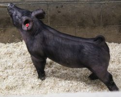 Sire: May We All; Sire of Dam: Rockstar 196-5; Weight: 49
<br>• The 224's are out of one of our favorite young sows and they are a repeat mating of the incredible 29 litter from our August sale.<br>•
Momma is Rockstar x Bad Man and she is a killer built, extra hairy sow.<br>•
Study this guy's photo, he is loaded with power from every angle yet comes in a later maturing, great built package
<a href="https://youtu.be/Hydyj2u6KTE" target="_blank" rel="noopener noreferrer">YOUTUBE LINK</a>