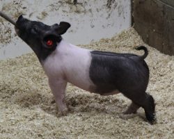 Sire: Up Down; Sire of Dam: Rule 21 236-7; Weight: 42
<br>• Up Down continues to do an outstanding job when mated to power females.<br>•
Lot 121 is a cool cat! Sharp fronted, shapely, and extra athletic!<br>•
This is the kind we love to feed! Great young first parity sow behind him!
<a href="https://youtu.be/kzzIZwEcAs8" target="_blank" rel="noopener noreferrer">YOUTUBE LINK</a>