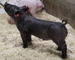 Sire: May We All; Sire of Dam: Wedding Night 34-1; Weight: 47
<br>• Extra stout made, extended MWA barrow here! <br>•
This guy comes in an extra square, athletic package and has no shortage of bone!! <br>•
As this guy matures and fills in, he is going to be way fun!!