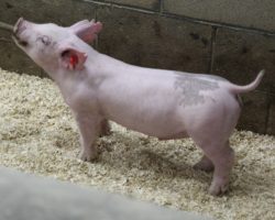 Sire: Outbreak; Sire of Dam: Patron 27-5; Weight: 40
<br>• Real solid blue barrow here out of the great 27-5 Patron sow.<br>•
This guy is extra complete, up on his toes, and can flat use his rear leg. <br>•
No doubt he's got a chance to be extra special, especially considering how deep the 221 litter is.
<a href="https://youtu.be/eVSQBS_fkr0" target="_blank" rel="noopener noreferrer">YOUTUBE LINK</a>