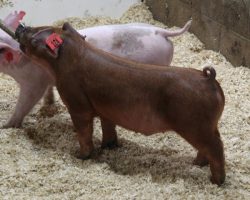 Sire: Next Up; Sire of Dam: Focus 13-2; Weight: 40
<br>• GREAT pair of red barrows to wind the sale up with! It's not uncommon for a Duroc to win a county fair in northern California, we've seen it happen many times over the years! These guys are also ideal for Expo in our opinion and make no mistake, they can win!! <br>•
Dam 13-2 just recently raised the Grand Overall Pure Barrow & Champion Duroc at the West Coast National shown by Katelin Bean, in addition to his two sisters who were named Champion and Reserve Duroc Gilts, and 3rd & 4th Overall Pure Gilts at the same event.
<a href="https://youtu.be/tl7AXqzkcx4" target="_blank" rel="noopener noreferrer">YOUTUBE LINK</a>