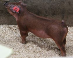 Sire: Next Up; Sire of Dam: Focus 13-2; Weight: 39
<br>• GREAT pair of red barrows to wind the sale up with! It's not uncommon for a Duroc to win a county fair in northern California, we've seen it happen many times over the years! These guys are also ideal for Expo in our opinion and make no mistake, they can win!! <br>•
Dam 13-2 just recently raised the Grand Overall Pure Barrow & Champion Duroc at the West Coast National shown by Katelin Bean, in addition to his two sisters who were named Champion and Reserve Duroc Gilts, and 3rd & 4th Overall Pure Gilts at the same event.
<a href="https://youtu.be/cQYGAtNjQ0s" target="_blank" rel="noopener noreferrer">YOUTUBE LINK</a>