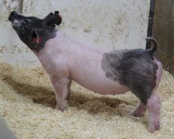 Sire: Outbreak; Sire of Dam: Outta Line 156-4; Weight: 65
<br>
• Lots 13 and 14 are mates to the lot 1 barrow that starts the sale and we think these 191's are LEGIT! Study the photos and not much description needed here!<br>
• Elite (Outta Line x Bad Man) momma behind these girls. They offer the right size, maturity, and build to win big at The Exposition this year!
<a href="https://youtu.be/6wezi370WXs" target="_blank" rel="noopener noreferrer">YOUTUBE LINK</a>