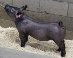 Sire: Outbreak; Sire of Dam: Goliath 36-1; Weight: 70
<br>
• Sexy black gilt with a killer build, big legs, and a sharp front end!<br>
• Goliath 36-1 dam was a class winning gilt at The Exposition two years ago that we purchased from Lilley, bred by Hofschulte
<a href="https://youtu.be/8SgBHQUEL-M" target="_blank" rel="noopener noreferrer">YOUTUBE LINK</a>