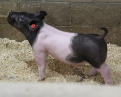 Sire: Outbreak; Sire of Dam: No Mercy 133-3; Weight: 41
<br>
• WHAT A SHOW BARROW SHOULD LOOK LIKE AT 60 LBS! <br>
• Moderate framed, line bred momma behind this one (No Mercy x Livewire x Shooter) that never misses.<br>
• We think this guy can be fed a bit later and just keep getting better with time!<br>
**Lot 16 had a small bump in front of his sheath removed by the vet last week and has a couple stitches on his navel**