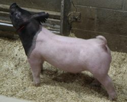 Sire: Outbreak; Sire of Dam: Wedding Night 233-2; Weight: 55
<br>
• We are way high on this black headed barrow and think he is going to feed like a rockstar.<br>•
233-2 dam was the Champion Junior Gilt at the Oregon State Fair in 2019 for the Taipin family, and she is one powerhouse of a young sow (Wedding Night x Prestige 172-4)
<a href="https://youtu.be/AWVZkjhzpT0" target="_blank" rel="noopener noreferrer">YOUTUBE LINK</a>