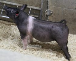 Sire: Outbreak; Sire of Dam: Wedding Blues 196-9; Weight: 55
<br>
• Super sexy mate barrow to lot 2.
Wicked look combined with an impeccable build! <br>
• Extra stout, bold centered Wedding Blues x Cowboy Swag momma behind this guy
<a href="https://youtu.be/BGv4VXTWiTw" target="_blank" rel="noopener noreferrer">YOUTUBE LINK</a>