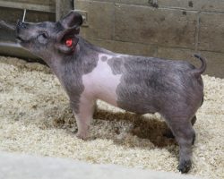 Sire: May We All; Sire of Dam: On Target 108-4; Weight: 50
<br>
• Stud of a blue belted show barrow here out of American Spirit's mom! <br>
• We have a pair of 108 litter sows and they knock it out of the park litter after litter. 108-2 raised the Utterback gilt that was 5th Overall Cross at Expo in 2019, 108-4's most recent accomplishment was American Spirit. <br>
• Stoutness, look, and a great design in an extra complete package
<a href="https://youtu.be/FmqXzu20NJE" target="_blank" rel="noopener noreferrer">YOUTUBE LINK</a>