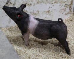 Sire: Outbreak; Sire of Dam: Wedding Blues 196-9; Weight: 52
<br>
• Wicked look combined with an impeccable build! <br>
• Extra stout, bold centered Wedding Blues x Cowboy Swag momma behind this girl. <br>
Expo gilt buyers better get serious here!
<a href="https://youtu.be/HZV5S7s5Usk" target="_blank" rel="noopener noreferrer">YOUTUBE LINK</a>
