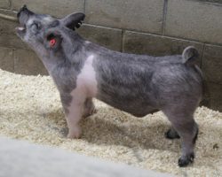 Sire: May We All; Sire of Dam: Short Bus 64-1; Weight: 82
<br>
• We love the 64-1 (Short Bus x Sunshine & Whiskey 27-6) sow behind this rascal! She had a killer litter of Overruleds this spring and followed up with these monster MWA's.<br>
• Lot 20 offers a shot more extension in an extra heavy duty package -- stout skull, huge chest and forearm, and a big pinset to boot
<a href="https://youtu.be/jrcW1kmo89w" target="_blank" rel="noopener noreferrer">YOUTUBE LINK</a>